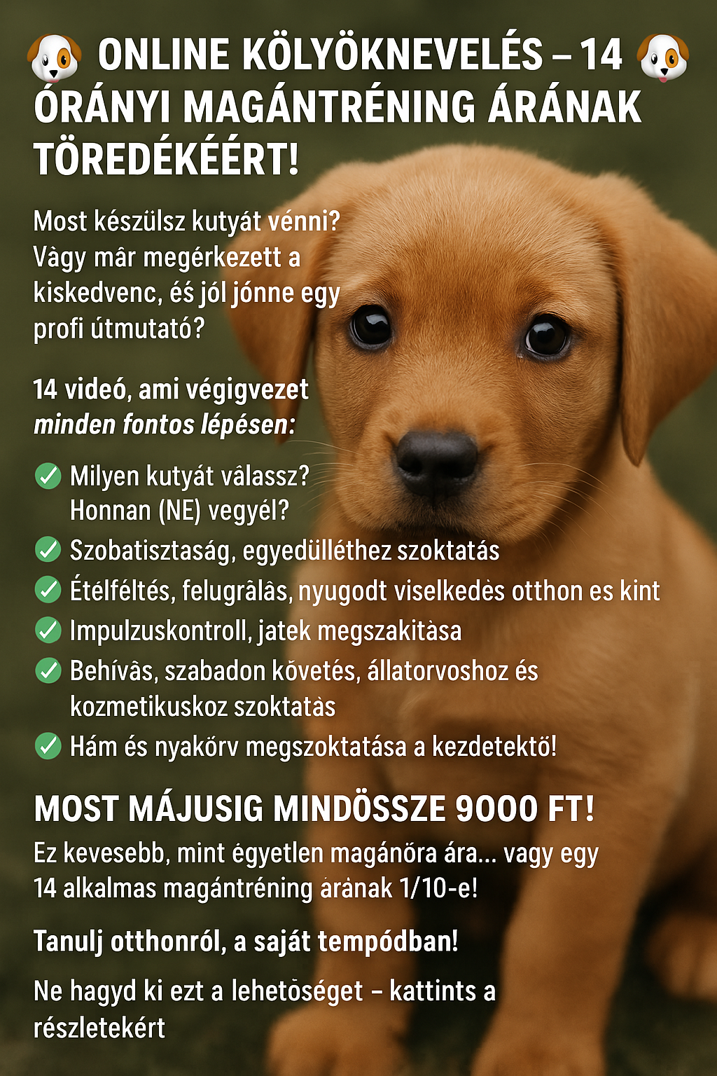 Kölyökkutya tréning 